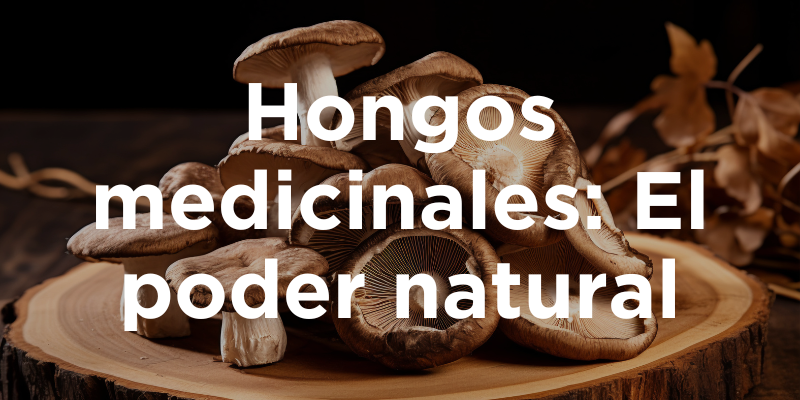 Hongos Medicinales: El Poder Natural